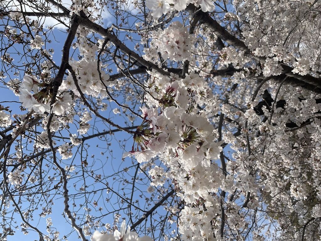 お花見パーティー♪