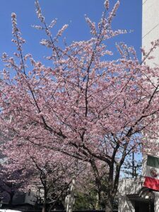 桜
