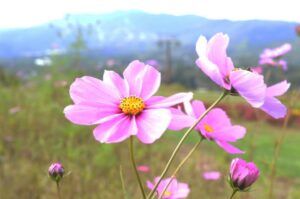 秋のお花といえば♪